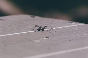 selective focus photo of spider