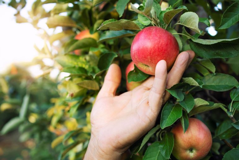 low hanging fruit keyword seo